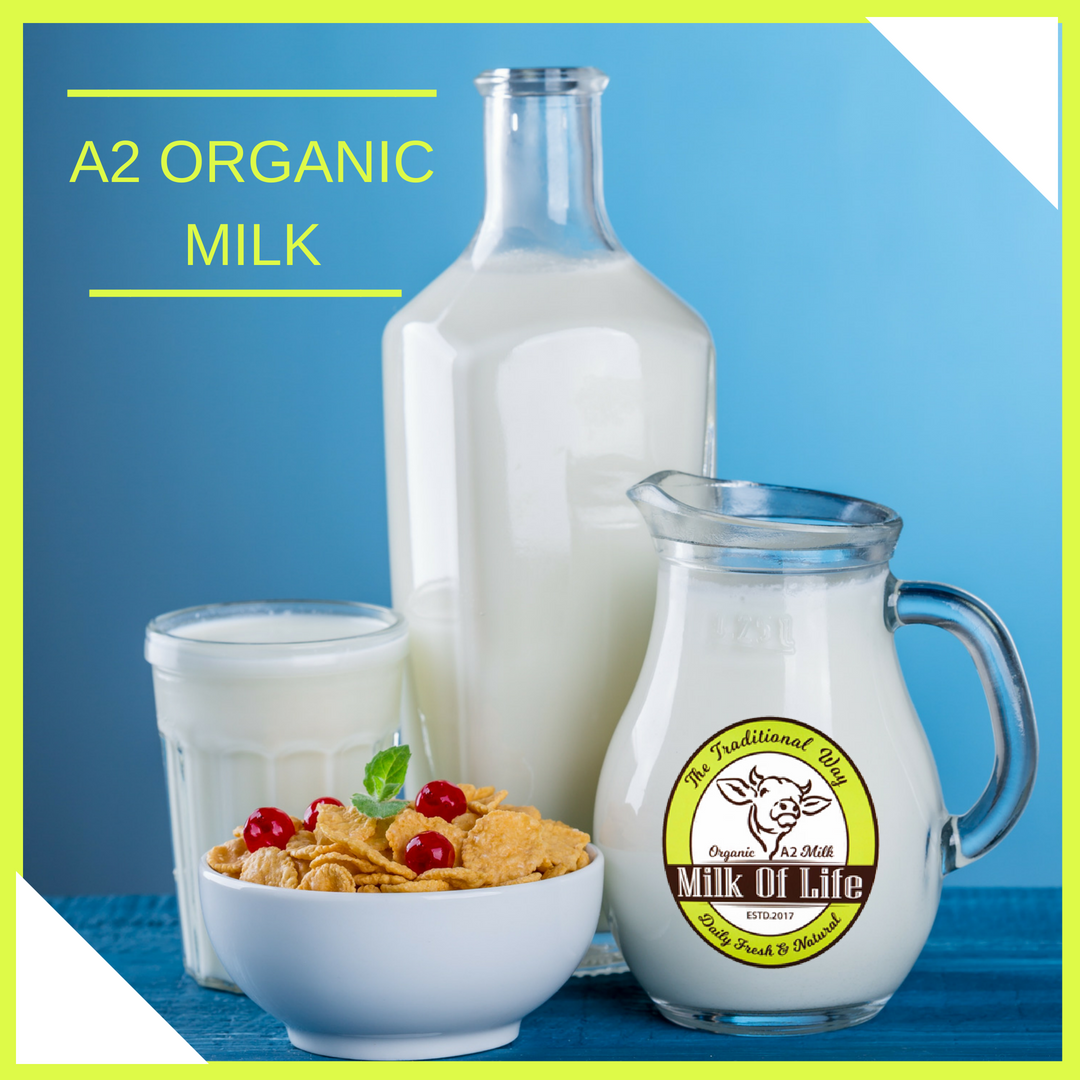 A2 Milk Benefits: Learn The Benefits Of A2 Milk